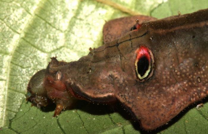 Fig. 8. Detalle cabeza de <i>Oxytenis  gigantea</i> (Saturniidae) Planta hospedera <i>Calatola costaricensis</i> (Icacinaceae).Voucher: 13-SRNP-31314-DHJ701537.