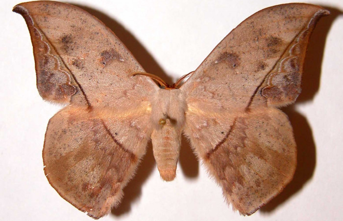 Fig. 17. Macho de  <i>Oxytenis  modoccidentalis</i> (Saturniidae)  vista dorsal. Voucher: 95-SRNP-8726-DHJ33926.