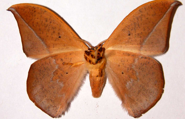 Fig. 18. Macho de  <i>Oxytenis  modoccidentalis</i> (Saturniidae)  vista ventral. Voucher: 95-SRNP-8726-DHJ33927.