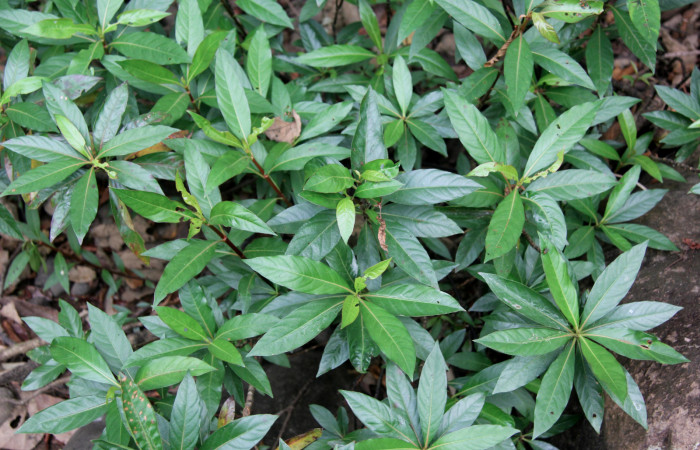 Fig. 16. <i>Augusta rivalis</i> (Rubiaceaae) planta hospedera de <i>Oxytenis  modoccidentalis</i> (Saturniidae).