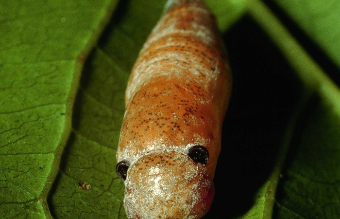 Fig. 10 pupa <i>Udranomia sallydaleyae[/I], mide 19mm. Sendero Natural, Sector Santa Rosa, 290m. 92-SRNP-3968-DHJ16324.