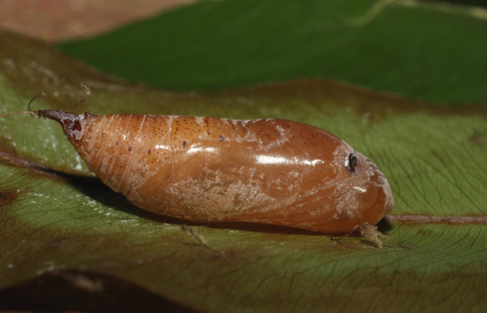 Fig. 11 pupa <i>Udranomia sallydaleyae[/I], mide 19mm. Sendero Natural, Sector Santa Rosa, 290m. 14-SRNP-35371-DHJ490786.jpg