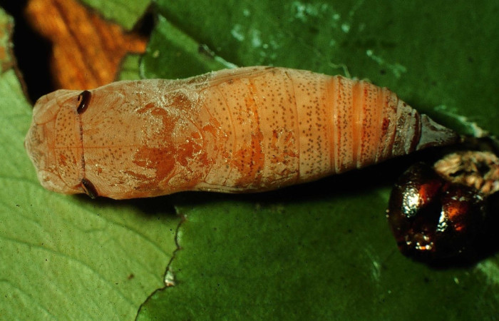 Fig. 13 pupa <i>Udranomia sallydaleyae[/I], mide 17mm. Sendero Natural, Sector Santa Rosa, 290m. 97-SRNP-4366-DHJ42524.jpg