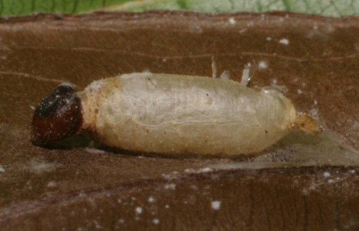Fig. 14 parásito (Ichneumonidae) que salió de larva <i>Udranomia sallydaleyae[/I], mide 8mm. Sendero Pajarito, Sector Cacao, 600m. 04-SRNP-45300-DHJ400211.