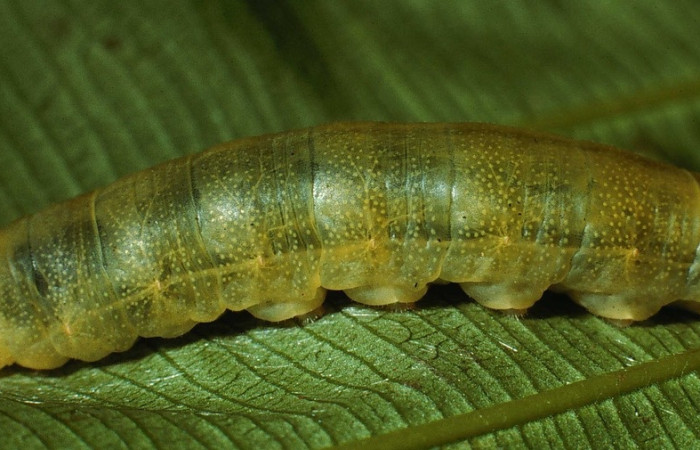 Fig. 16 larva <i>Udranomia kikkawai</i>, mide 31mm. Sendero Rincon, Sector Rincon Rain Forest, 430m. 02-SRNP-7147-DHJ66182.