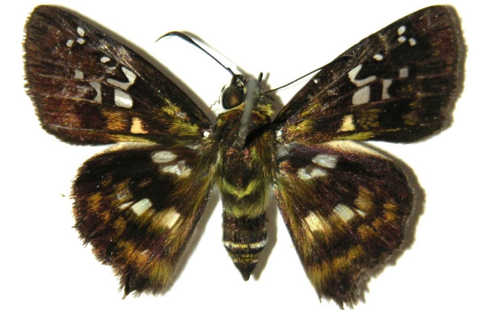 Fig. 18 adulto <i>Udranomia kikkawai</i>, mide 28mm. Camino Rio Francia, Sector Rincon Rain Forest, 410m. 02-SRNP-7147-DHJ66182.