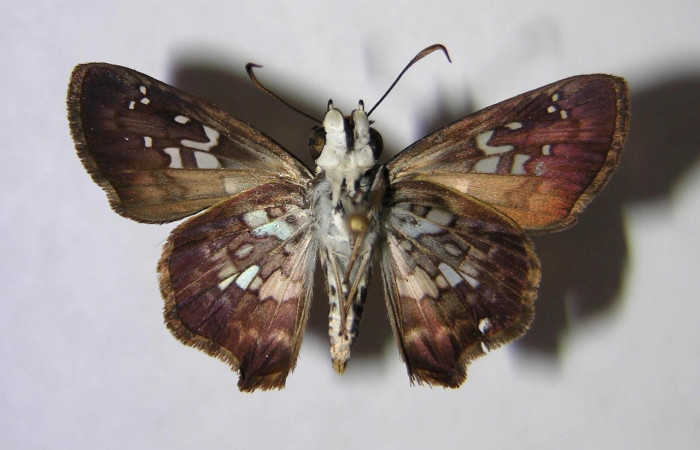 Fig. 2 Adulto <i>Udranomia sallydaleyae</i>, hembra vista ventral mide 38mm. Sendero Natural, Sector Santa Rosa, 290m. 07-SRNP-12180-DHJ368871.