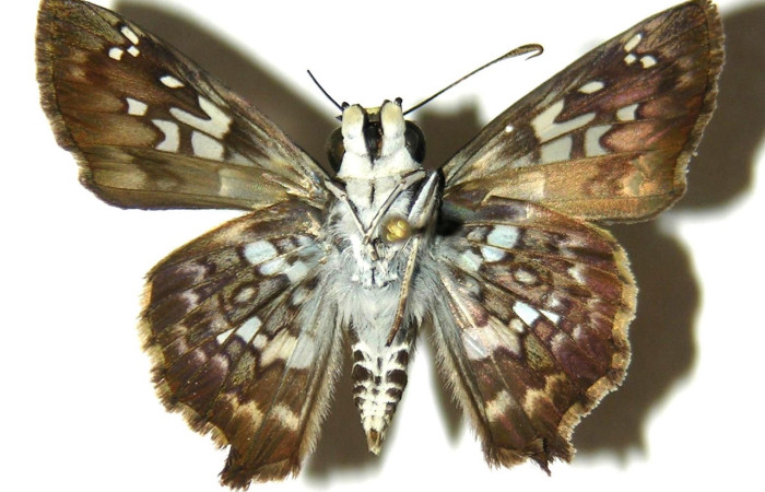 Fig. 4 Adulto <i>Udranomia sallydaleyae</i>, hembra vista ventral mide 29mm. Sendero Natural, Sector Santa Rosa, 290m. 04-SRNP-45505-DHJ305147.