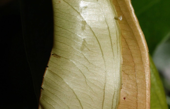 Fig. 5 larva <i>Udranomia sallydaleyae</i>, mide 19mm. Estación Los Almendros, Sector El Hacha, 290m.12-SRNP-20748-DHJ493236.
