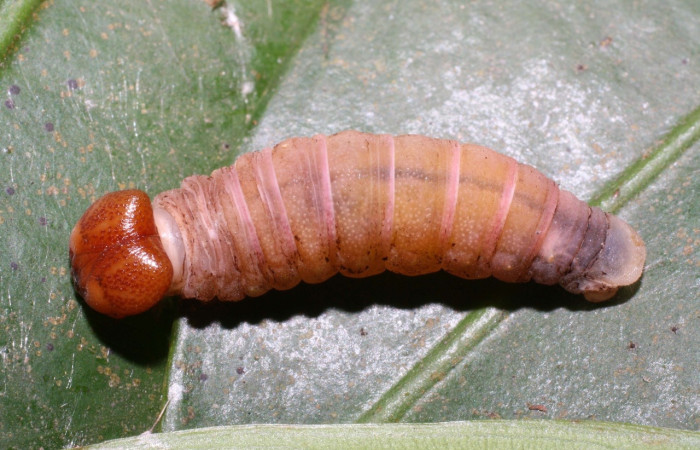 Fig. 7 larva <i>Udranomia sallydaleyae</i>, mide 20mm. Lo Almendros, Sector El Hacha, 290m. 12-SRNP-20709-DHJ493228.jpg