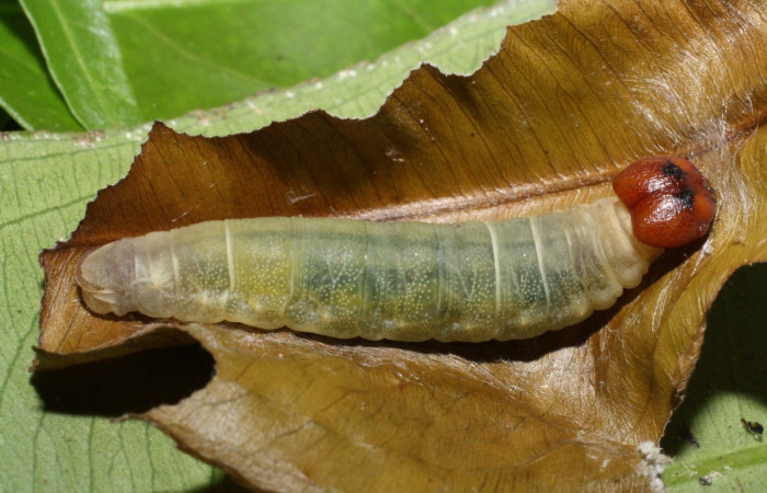 Fig. 8 larva <i>Udranomia sallydaleyae</i>, mide 33mm. Sendero tigre, Sector El Hacha, 280m. 97-SRNP-4393-DHJ42528. 