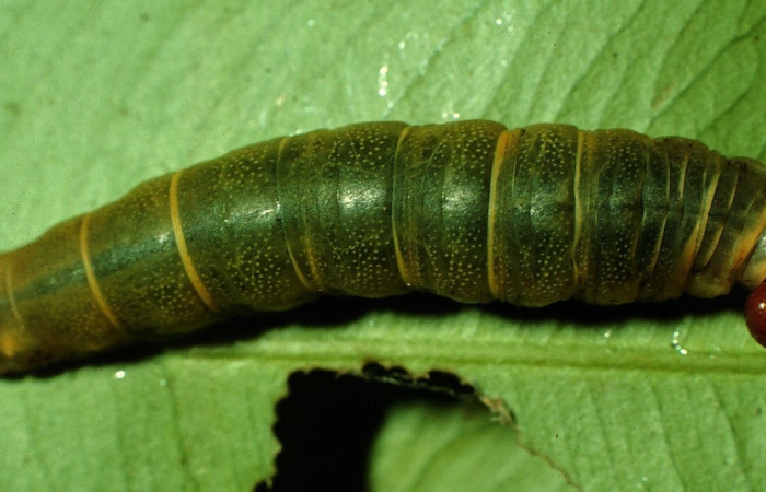 Fig. 9 larva <i>Udranomia sallydaleyae[/I], mide 26mm. Sendero Natural, Sector 12Santa Rosa, 290m.12-SRNP-20728-DHJ493234.