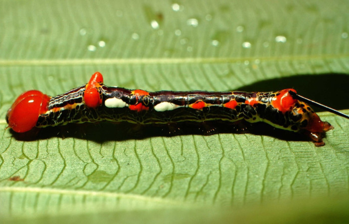 Figura 31. Larva <i>Disphragis</i> persesDHJ02 (Notodontidae), último estadío (U) vista dorsal, localidad Rio Blanco Abajo, Sector San Cristóbal ACG (500m). Voucher: 00-SRNP-12661-DHJ55515.jpg.