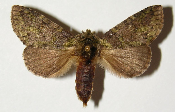 Figura 20. Adulto de <i>Disphragis</i> Janzen07 (Notodontidae), vista dorsal, localidad Sendero Derrumbe, Sector Cacao ACG (1120m). Voucher: 02-SRNP-9581-DHJ300328.jpg.