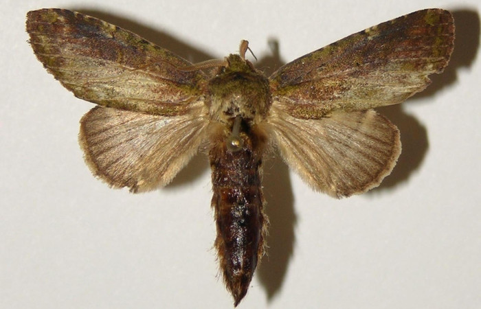 Figura 7. Adulto de <i>Disphragis</i> Janzen22 (Notodontidae), macho vista dorsal, localidad Tangelo, Sector Del Oro ACG (410m). Voucher: 03-SRNP-19879-DHJ301804.jpg.