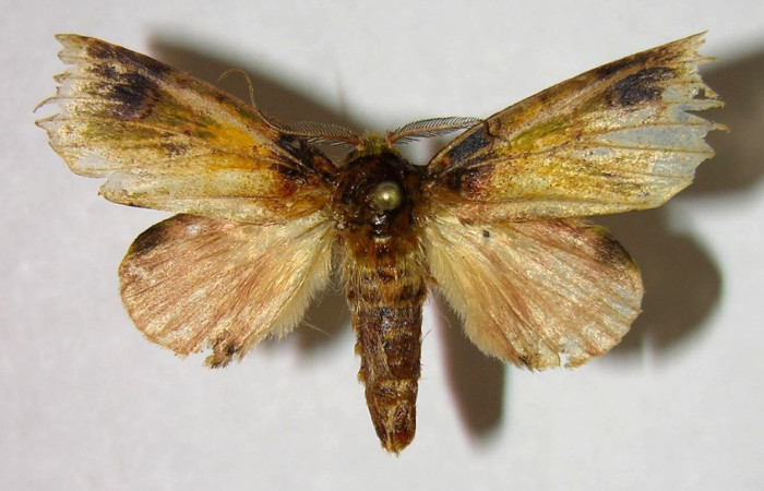 Figura 26. Adulto de <i>Disphragis</i> Janzen20 (Notodontidae), vista dorsal, localidad Rio Blanco Abajo, Sector San Cristóbal ACG (500m). Voucher: 07-SRNP-2311-DHJ377260.jpg.