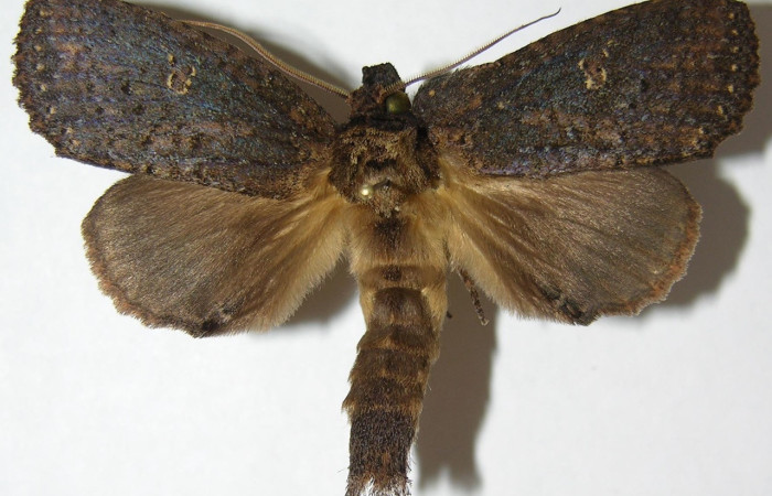 Figura 12. Adulto de <i>Disphragis</i> danalaICG01 (Notodontidae), vista dorsal, localidad Finca San Gabriel, Sector San Cristóbal ACG (645m). Voucher: 07-SRNP-3151-DHJ387618.jpg.