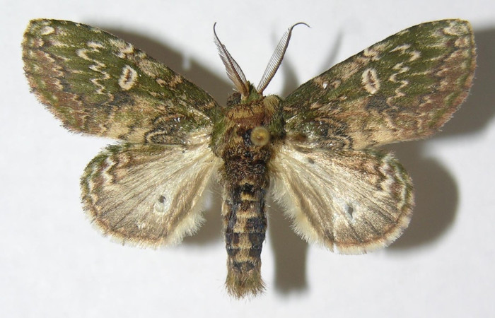 Figura 28. Adulto de <i>Disphragis</i> deliraICG02 (Notodontidae),  vista dorsal, localidad Estacion Biológica Quica, Sector Pitilla ACG (470m). Voucher: 08-SRNP-72473-DHJ398720.jpg.