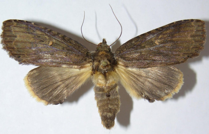 Figura 10. Adulto de <i>Disphragis danala</i> (Notodontidae), vista dorsal, localidad Sendero Orosilito, Sector Pitilla ACG (900m). Voucher: 09-SRNP-32348-DHJ515142.jpg.