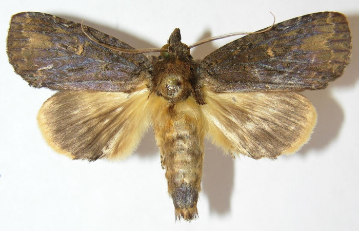 Figura 14. Adulto de <i>Disphragis</i> danalaDHJ04 (Notodontidae), vista dorsal, localidad Sendero Orosilito, Sector Pitilla ACG (900m). Voucher: 09-SRNP-32354-DHJ515148.jpg.