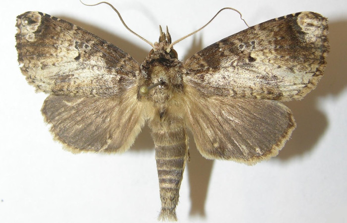 Figura 32. Adulto de <i>Disphragis</i> persesDHJ02 (Notodontidae), vista dorsal, localidad Sendero Evangelista, Sector Pitilla ACG (660m). Voucher: 10-SRNP-30976-DHJ537540.jpg.
