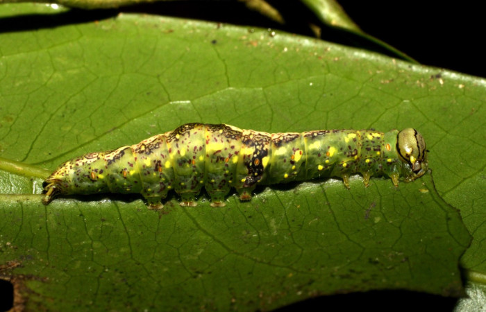 Figura 27. Larva <i>Disphragis</i> deliraICG02 (Notodontidae), último estadío (U) vista lateral, localidad Sendero Pilon, Sector Pitilla ACG (561m). Voucher: 11-SRNP-31626-DHJ482545.jpg.