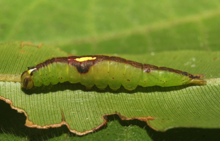 Figura 2. Larva <i>Disphragis</i> Janzen22 (Notodontidae), penúltimo estadío (PU) vista lateral, localidad Leonel Estación Biológica Quica, Sector Pitilla ACG (510m). Voucher: 18-SRNP-70791-DHJ742096.jpg.