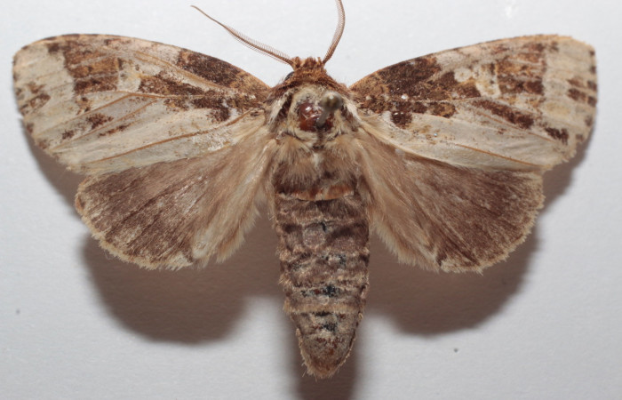 Figura 22. Adulto de <i>Disphragis</i> tharisICG01 (Notodontidae), vista dorsal, localidad Parcela Familia Ruiz, Sector Rincon Rain Forest ACG (441m). Voucher: 21-SRNP-81081-DHJ729919.jpg.