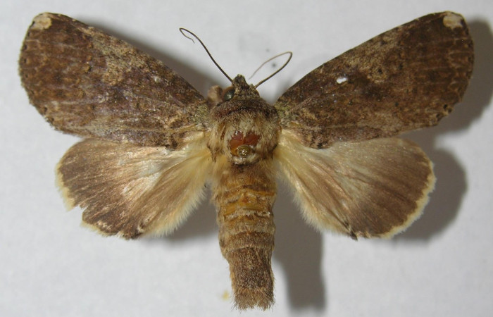 Figura 18. Adulto de <i>Disphragis</i> onerosaDHJ01 (Notodontidae), vista dorsal, localidad Quebrada Vaca Blanca, Sector Santa Rosa ACG (280m). Voucher: 95-SRNP-6997-DHJ569482.jpg.