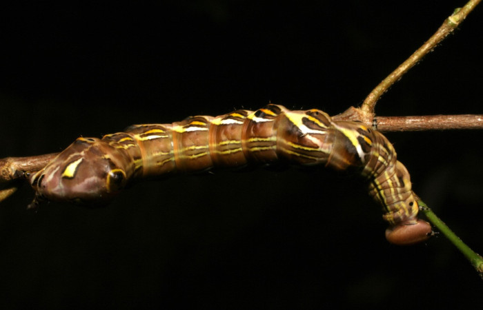 Figura 10. <i>Elymiotis plechelm</i> (Notodontidae). Vista dorsal. Voucher 05-SRNP-19315- DHJ403412.