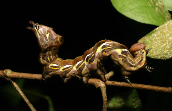 Figura 8. <i>Elymiotis plechelm</i> (Notodontidae). Vista lateral. Voucher 05-SRNP-19315- DHJ403415.