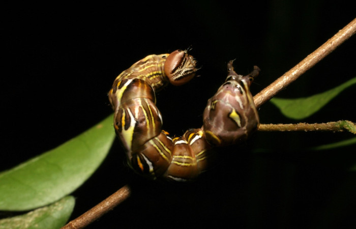 Figura 7. <i>Elymiotis plechelm</i> (Notodontidae). Vista dorsal. Voucher 05-SRNP-19315- DHJ403416.