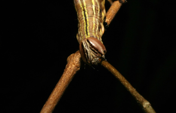 Figura 6. <i>Elymiotis plechelm</i> (Notodontidae). Vista frontal. Voucher 05-SRNP-19315- DHJ403417.