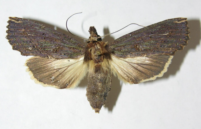 Figura 14. Adulto de <i>Elymiotis plechelm</i> (Notodontidae). Vista frontal. Voucher 09- SRNP-30218-DHJ506988.