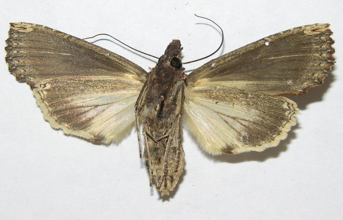 Figura 13. Adulto de <i>Elymiotis plechelm</i> (Notodontidae). Vista frontal. Voucher 09- SRNP-30218-DHJ506989.