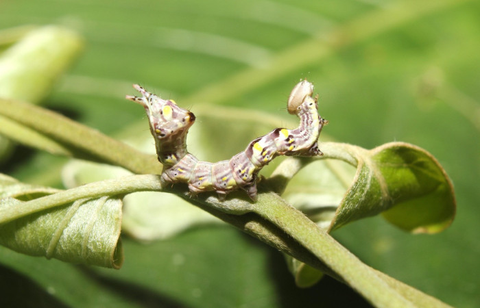 Figura 1. <i>Elymiotis plechelm</i> (Notodontidae). Vista lateral. Voucher 17- SRNP-70395-DHJ733685.