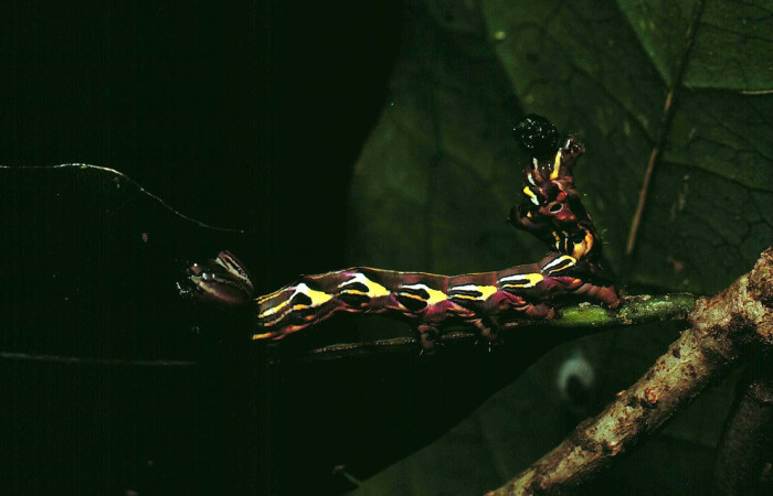 Figura 3. <i>Elymiotis plechelm</i> (Notodontidae). Vista lateral Voucher 81-SRNP-697- DHJ2903.