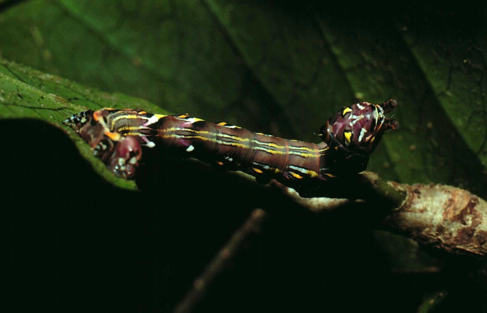 Figura 5. <i>Elymiotis plechelm</i> (Notodontidae). Vista dorsal. Voucher 81-SRNP-697- DHJ2906.