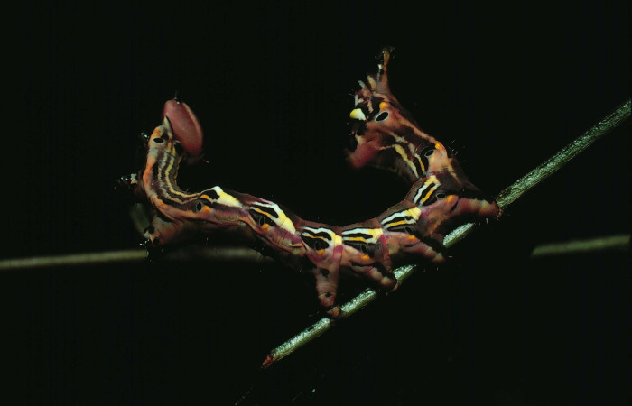 Figura 4. <i>Elymiotis plechelm</i> (Notodontidae). Vista lateral. Voucher 82-SRNP-707- DHJ4583.