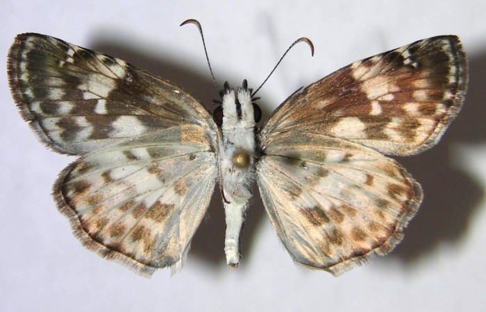 Fig 13. Adulto <i>Chiothion georgina</i>, familia Hesperiidae, vista ventral, en alas abiertas mide 32 mm. Voucher 07-SRNP-12184-DHJ369527.