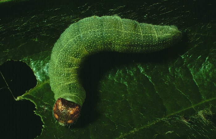 Fig. 6. Larva <i>Chiothion georgina</i>, mostrando la cabeza, en último estadio, Sector  Santa Rosa.   Voucher 92-SRNP-2866-DHJ15618.jpg.