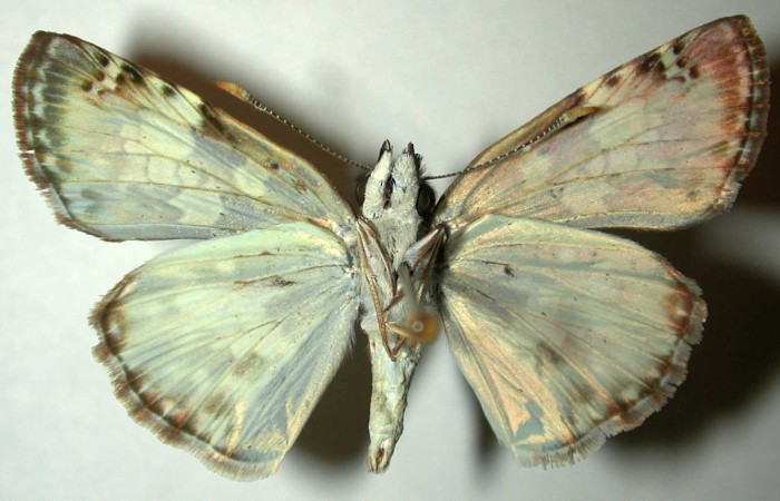 Fig 10. Adulto <i>Chiothion georgina</i> familia Hesperiidae, vista ventral. Voucher 95-SRNP-6418-DHJ31564.