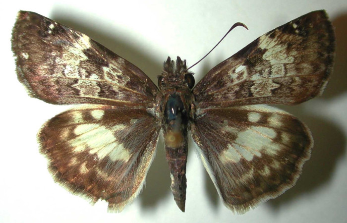 Fig 11. Adulto <i>Chiothion georgina</i> familia Hesperiidae, vista dorsal. Voucher 96-SRNP-1004-DHJ31565.
