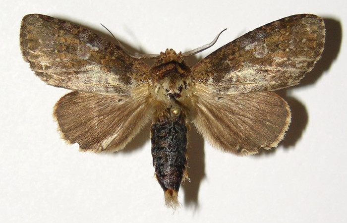 Fig. 8. Adulto de <i>Disphragis</i> tharisICG01 (Notodontidae), polilla de hábito nocturno predomina una coloración grisácea. Voucher: 03-SRNP-8469-DHJ300408.