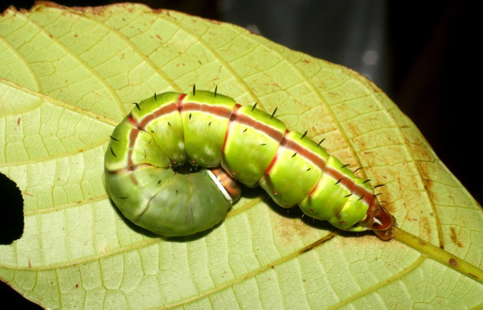 Fig. 9. Larva de <i>Disphragis</i> danalaICG01 (Notodontidae), Planta hospedera <i>Sloanea faginea</i> ( Elaeocarpaceae). Voucher: 07-SRNP-2489-DHJ425805.