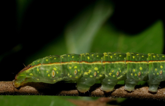 Fig. 15. Detalle de espiráculos y patas falsas en oruga <i>Disphragis</i> onerosaDHJ01 (Notodontidae), Planta hospedera <i>Sloanea terniflora</i>  (Elaeocarpaceae). Voucher: 07-SRNP-59536-DHJ429181.