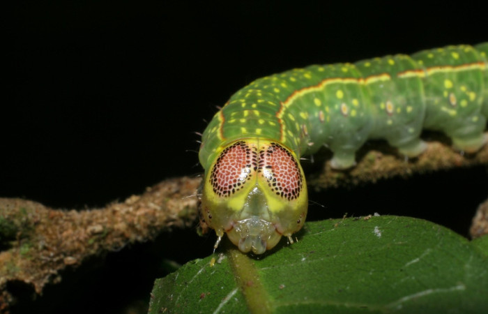 Fig. 16. Detalle de cabeza con manchas en forma de ojos en <i>Disphragis</i> onerosaDHJ01 (Notodontidae), Planta hospedera <i>Sloanea terniflora</i>  (Elaeocarpaceae). Voucher: 07-SRNP-59536-DHJ429190.
