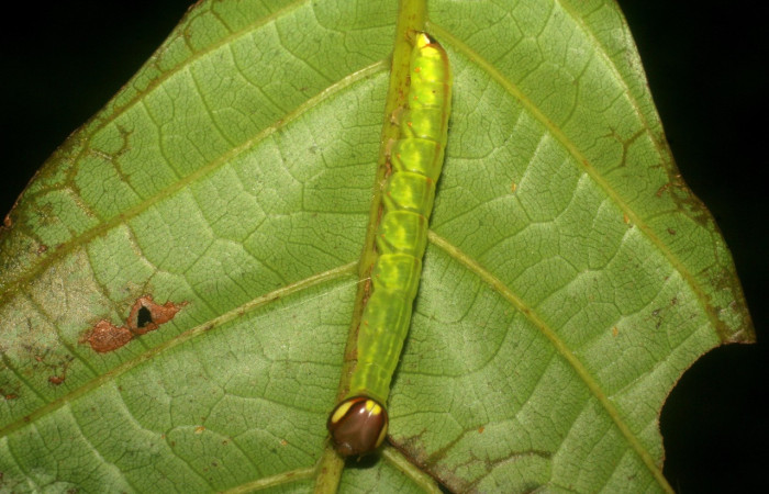 Fig. 13. Larva de <i>Disphragis</i> onerosaDHJ01 (Notodontidae), Planta hospedera </i>Sloanea faginea</i> (Elaeocarpaceae). Voucher: 08-SRNP-2590-DHJ437275.