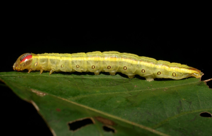 Fig. 7. Larva de <i>Disphragis</i> tharisICG01 (Notodontidae), comiendo <i>Alchornea costaricensis</i> (Euphorbiaceae). Voucher: 09-SRNP-75112-DHJ461331.