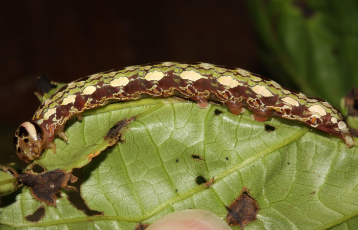 Fig. 11. Larva de <i>Disphragis</i> danalaDHJ04  (Notodontidae), Planta hospedera <i>Sloanea faginea</i> (Elaeocarpaceae). Voucher: 16-SRNP-30165-DHJ729236.